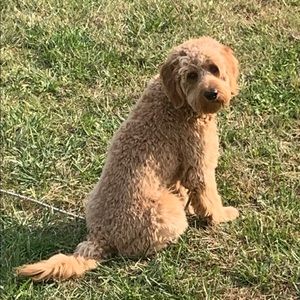 Meet your Posher, Lynda